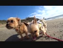 【犬車旅】軽キャンわん小旅「冬の海　恋路ヶ浜・伊良湖ロングビーチに行ってきた！」
