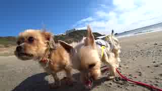 【犬車旅】軽キャンわん小旅「冬の海　恋路ヶ浜・伊良湖ロングビーチに行ってきた！」