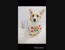 【しっぽ】耳をいたずらされるコーギーさん【corgi】