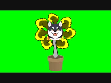 フラワー黒井しばGB