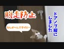 猫がドアを開けて脱走するので対策した結果・・・