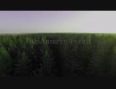 Strangers Under Amazon’s Canopy by Mary A. Lonergan  LitFire Publishing