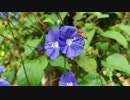Bee On A Flower　２８歳　サラリーマン　素人　イケメン