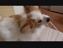 鼻をヒーヒー鳴らすワンコ（パピヨン）