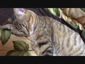 ＃63　やっぱりコタツなタタルさん