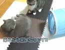 さくらとすずと禁句【マンチカン・シャルトリュー】
