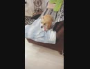 【しっぽ】夢中すぎるコーギーさん【corgi】
