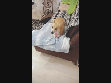【しっぽ】夢中すぎるコーギーさん【corgi】