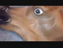 ホモと見る糞馬 シーズンⅥ