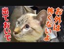ビビって物陰に隠れてしまった子猫を助けようとしたら、まさかの方法でおびき出すことに成功した