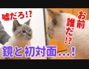 初めて見る自分の姿にまさかのリアクションを取る子猫がかわいすぎる