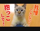 抱っこをねだって飼い主の体を登ってくる甘えん坊子猫がかわいすぎた