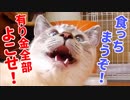 貪欲すぎる子猫が山賊みたいな顔で飼い主を脅してきた