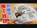 全身どこでも触り放題タイムに突入した子猫をいじくり倒します