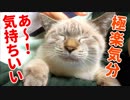 布団で一緒に寝てくれる子猫にとろけるほどナデナデしたらかわいすぎた