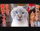 外泊して帰ってきた飼い主に再会後すぐ説教し始める猫が甘えん坊すぎた