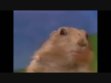 我が名はプレーリードック