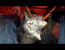 釣りをさせてくれない野良猫part４
