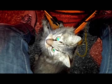 釣りをさせてくれない野良猫part４