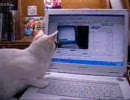 ４ヶ月後の猫にニコニコ動画を見せてみた