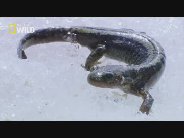 ロシアのフレンズ「シベリア 凍てつく荒野」