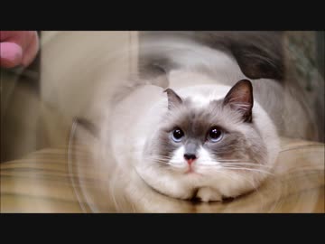 トンネルたぬこ