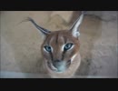 福山のカラカル