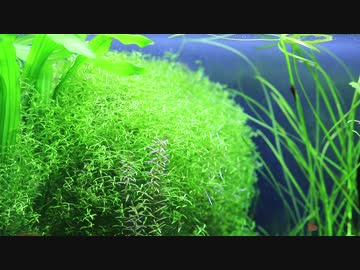 もはやストック水槽ではないアレの現状・その１６