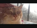 【ティーガー】愛猫の顔を眺めるだけ②