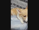 【しっぽ】コロコロされるコーギーさん【corgi】
