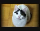 多忙な猫に鳴いていただいた