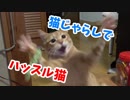 猫じゃらしに大ハッスルな末っ子猫レンちゃん