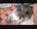 タマタマを見せつけるハムスター