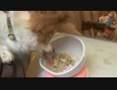 手作り食を試食するワンコ（パピヨン）