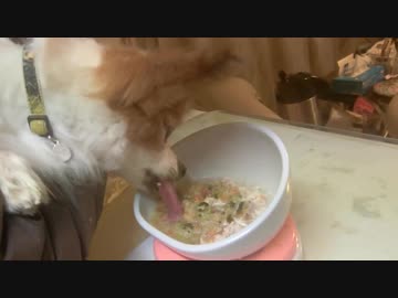 手作り食を試食するワンコ（パピヨン）