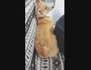 【しっぽ】何故か舌を出すコーギーさん【corgi】