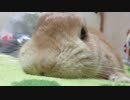 ぬくぬく