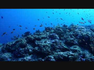 【宮古島】アカネハナゴイの群れ