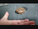 手乗りアメフクラガエル