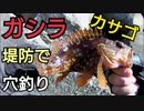 #4 【海釣り】防波堤の隙間でガシラ(カサゴ)釣り【穴釣り】