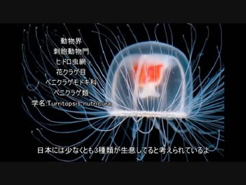 ありえないけど実在する生物　Chapter2「若返るクラゲ」