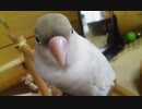 インコを保護して6年が過ぎました