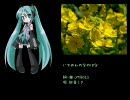 【初音ミク】オリジナル曲『いちめんのなのはな』