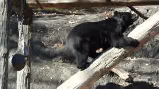 多摩動物公園　ツキノワグマのキーパーズトーク