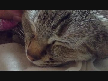 拾いねこ＠生後2382/2349日目　天使だなぁ