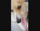 【しっぽ】今日もおもちゃをカジカジするコーギーさん【corgi】