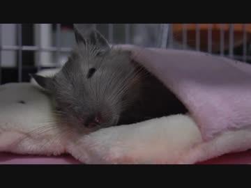 デグ日.vol １0 ~可愛い女の子が家に来た！~