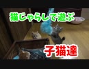 記帳な赤ちゃん時代！ねこじゃらしが楽しそう