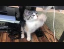 浅利晃_猫じゃらしで遊ぶ猫