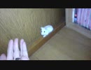 ハムスター飼いました。その58～ぷりんちゃん、脱走する。～